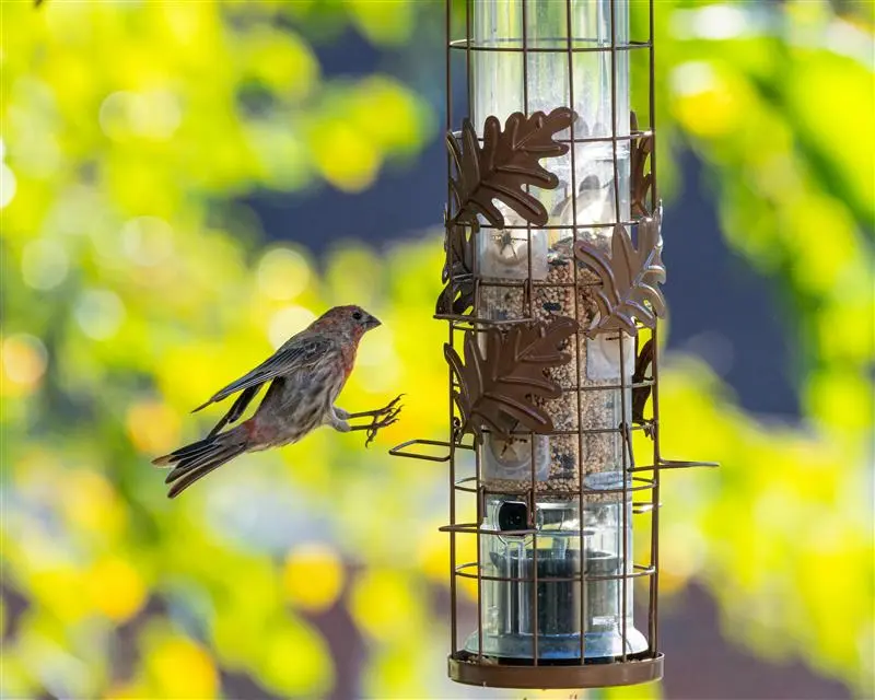 Comedero de pájaros